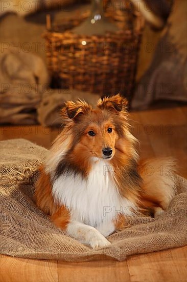 Sheltie