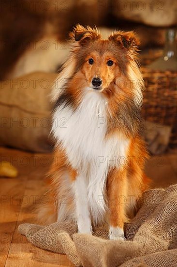 Sheltie