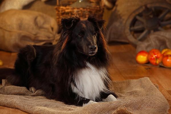 Sheltie