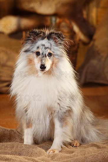 Sheltie