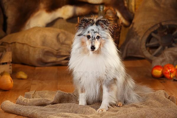 Sheltie