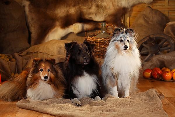 Shelties