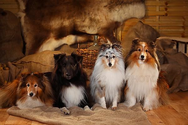 Shelties