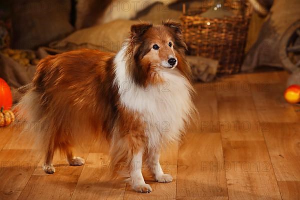 Sheltie