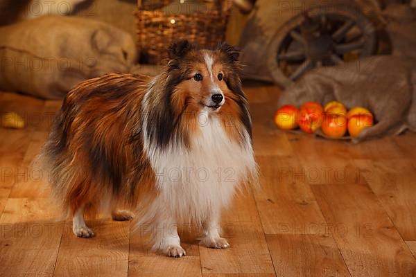 Sheltie