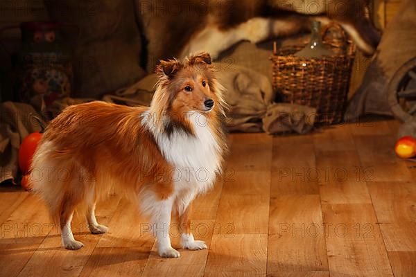 Sheltie