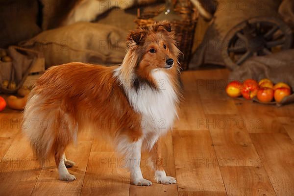 Sheltie