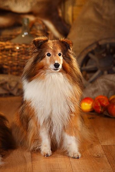 Sheltie