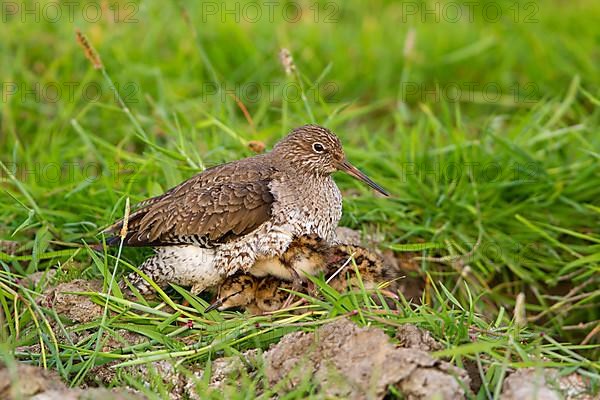 Common Redshank