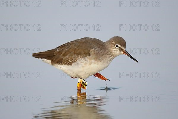 Common redshank