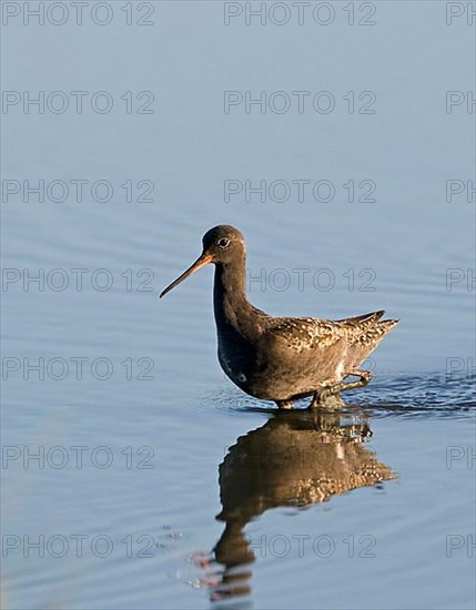 Spotted redshank