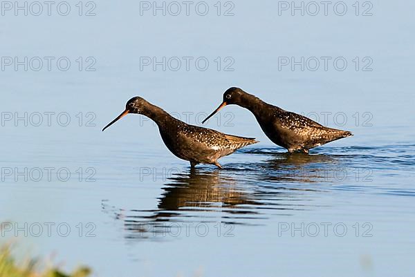 Spotted redshank