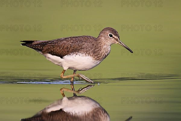 Green sandpiper