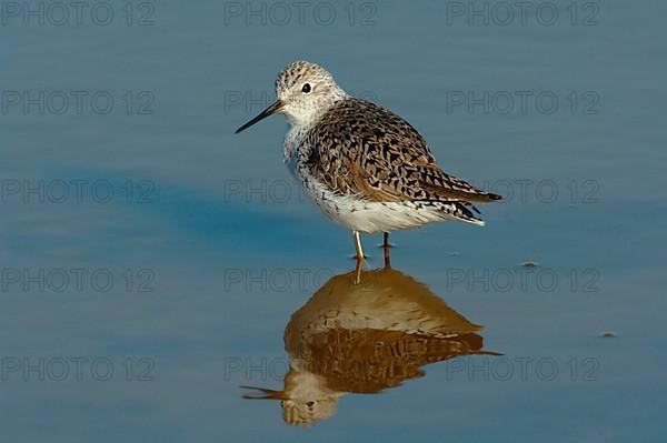 Marsh Sandpiper