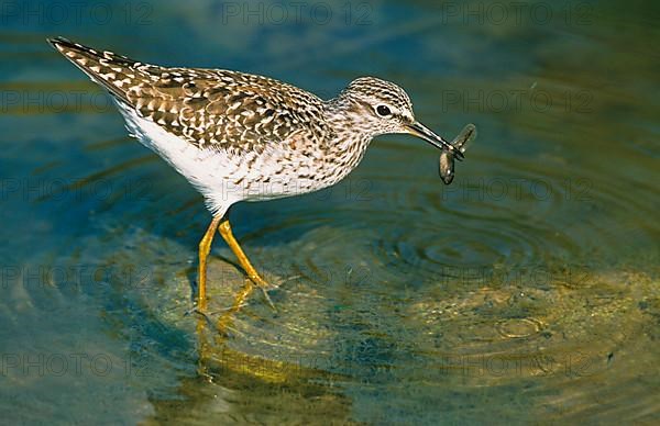 Wood sandpiper