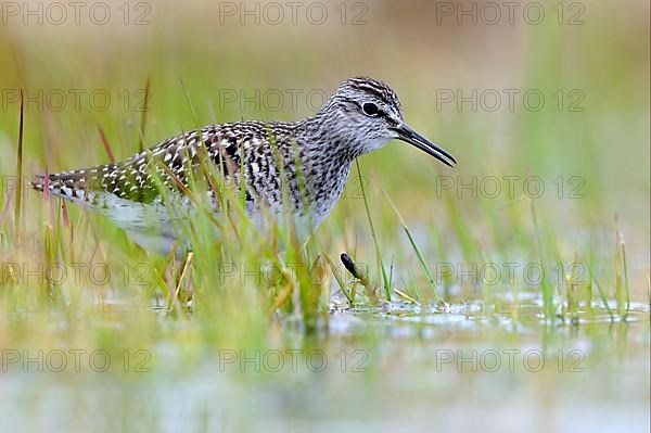 Wood sandpiper