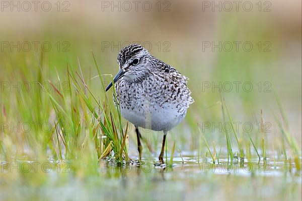 Wood sandpiper