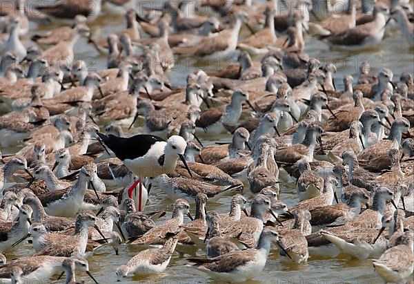 Black-winged Black-winged Stilt