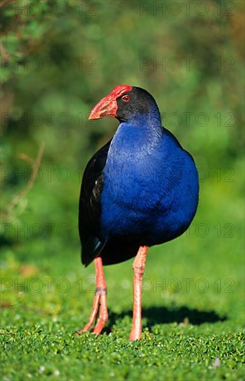 Purple Partridge