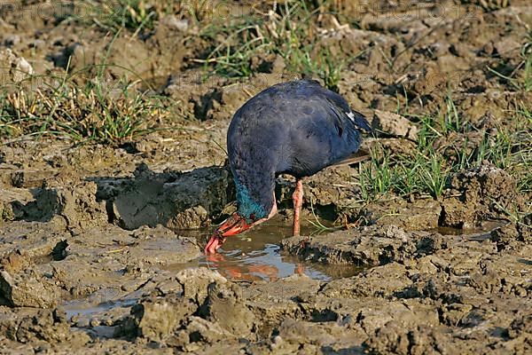 Purple Partridge