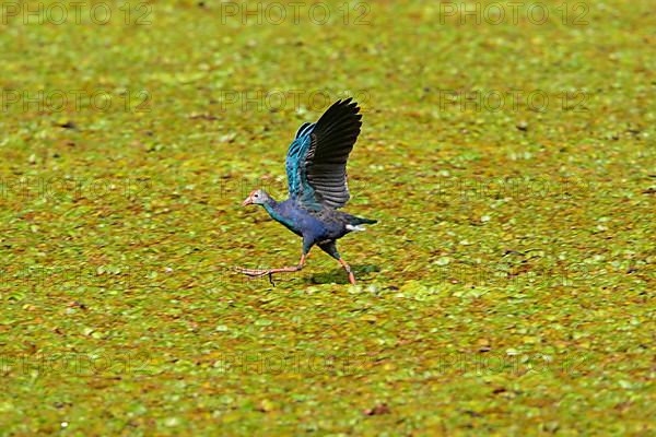 Purple Swamphen