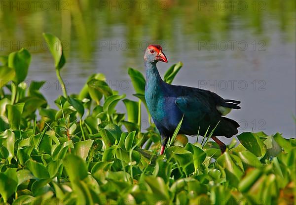 Purple Swamphen