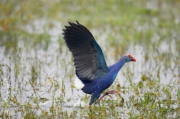 Purple Partridge