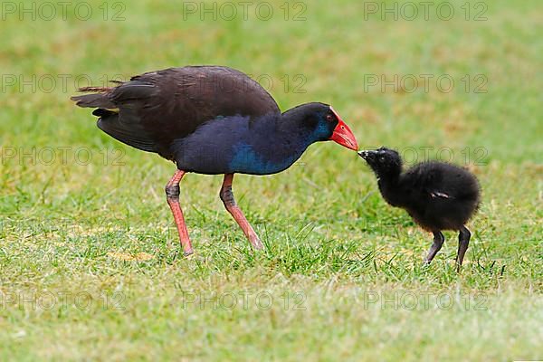 Purple Swamphen