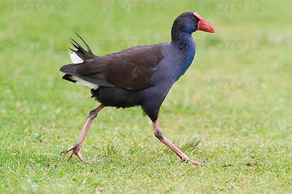 Purple Partridge