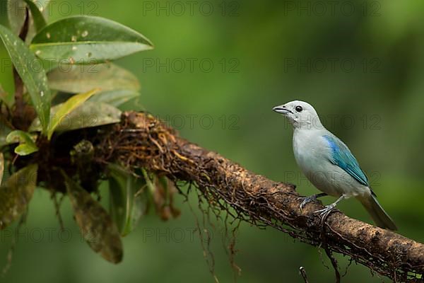 Blue-grey Tanager