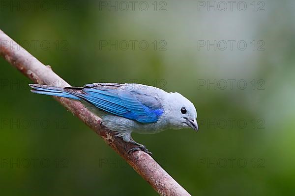 Bishop's Tanager