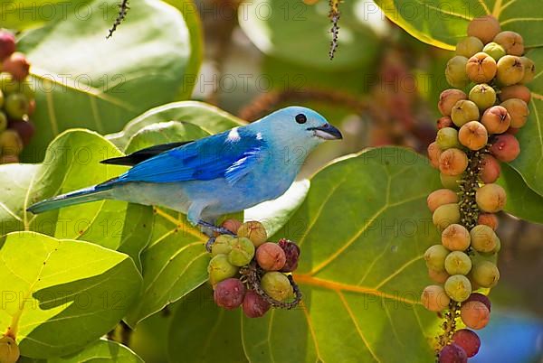 Bishop's Tanager