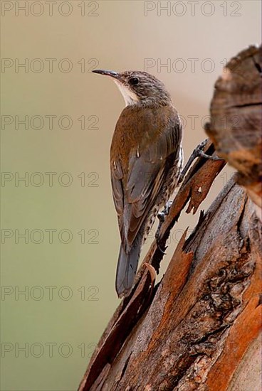 White-throated treecreeper