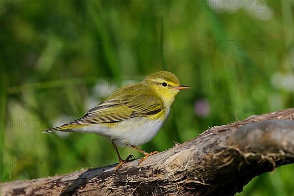 Wood Warbler