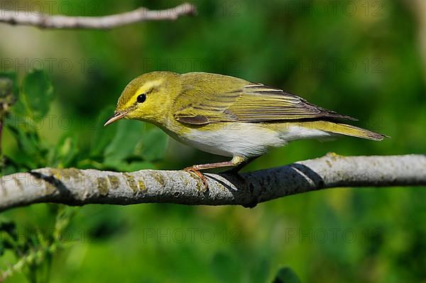 Wood Warbler