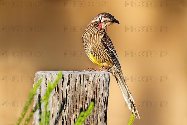 Red Wattlebird