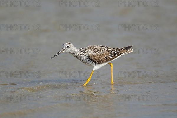 Greater yellowlegs