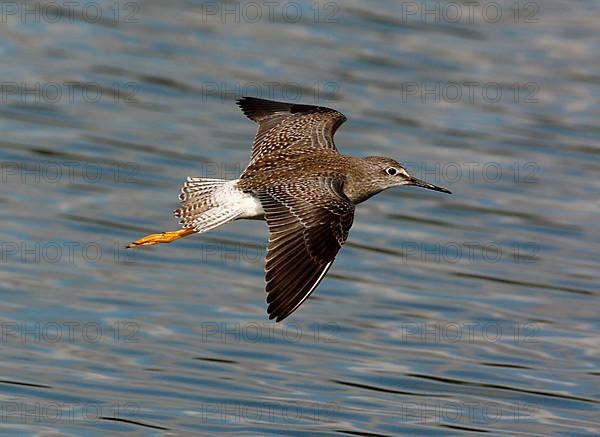 Lesser yellowleg