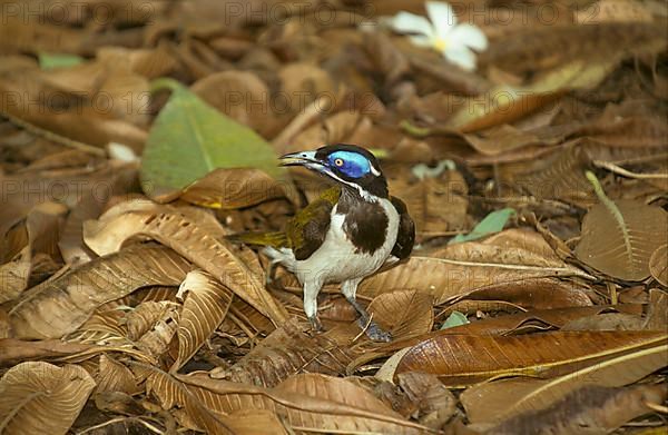 Blue-faced honeyeater