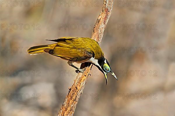 Blue-faced honeyeater