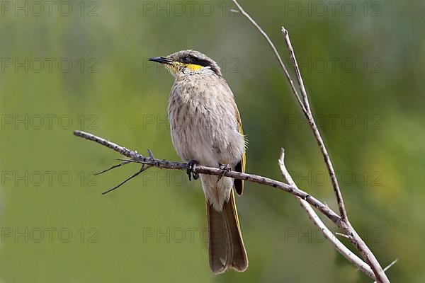 Singing honeyeater