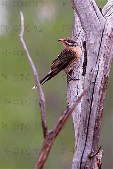 Spiny-cheeked Honeyeater