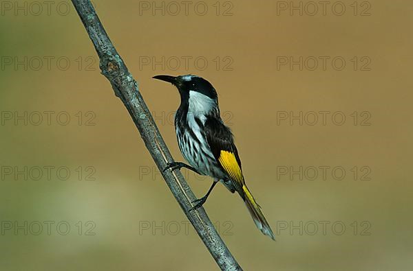 White-cheeked Honeyeater