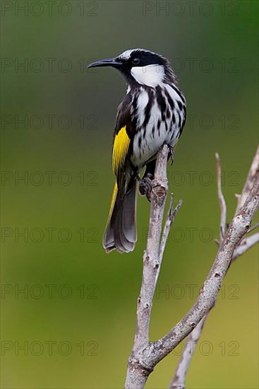 White-cheeked Honeyeater