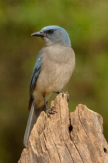 Mexican Jay