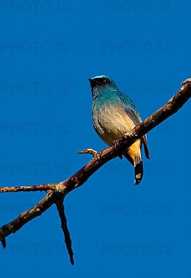 Indigo Flycatcher