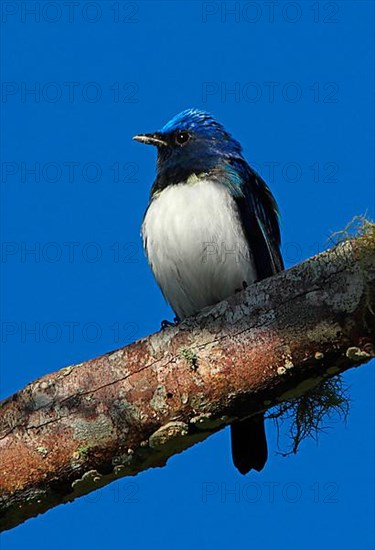 Blue-and-white Flycatcher