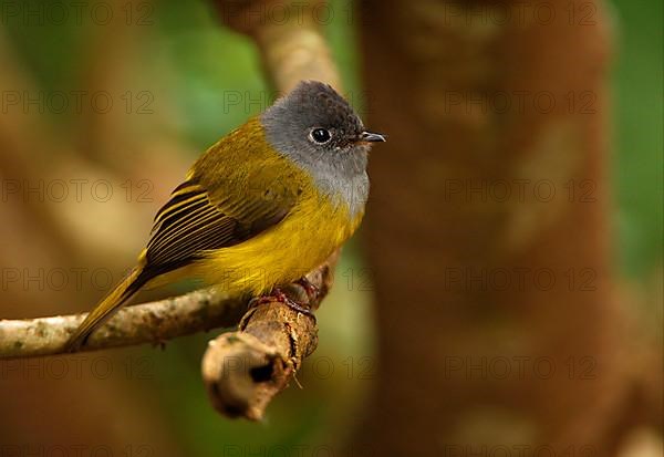 Grey-headed Canary-flycatcher