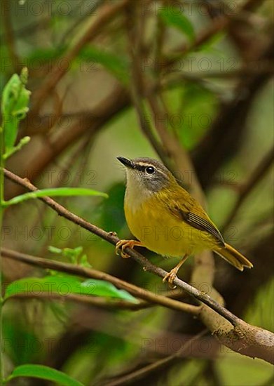 Yellow-bellied Warbler