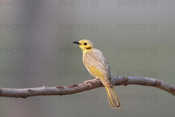 Yellow honeyeater